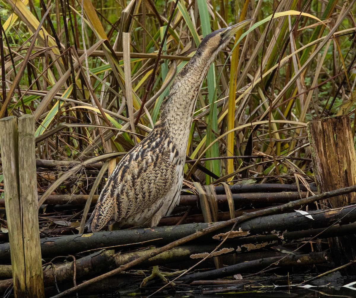 bukač velký - ML646662398