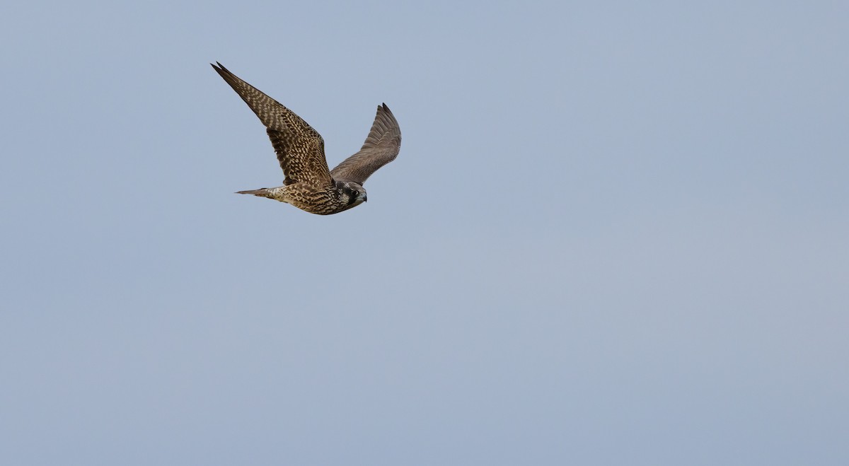 Peregrine Falcon - ML646662399