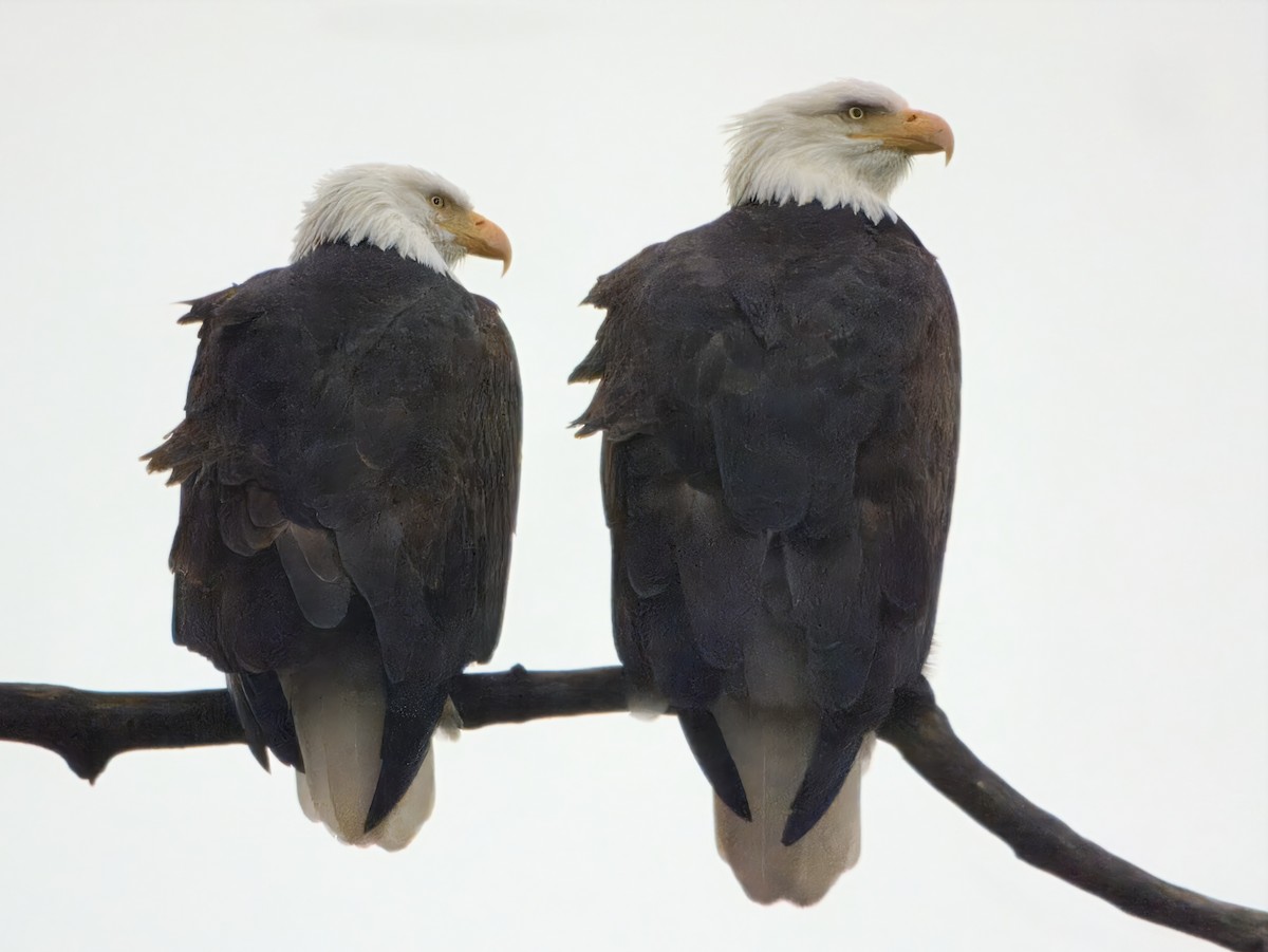 Itsas arrano buruzuria - ML646662400