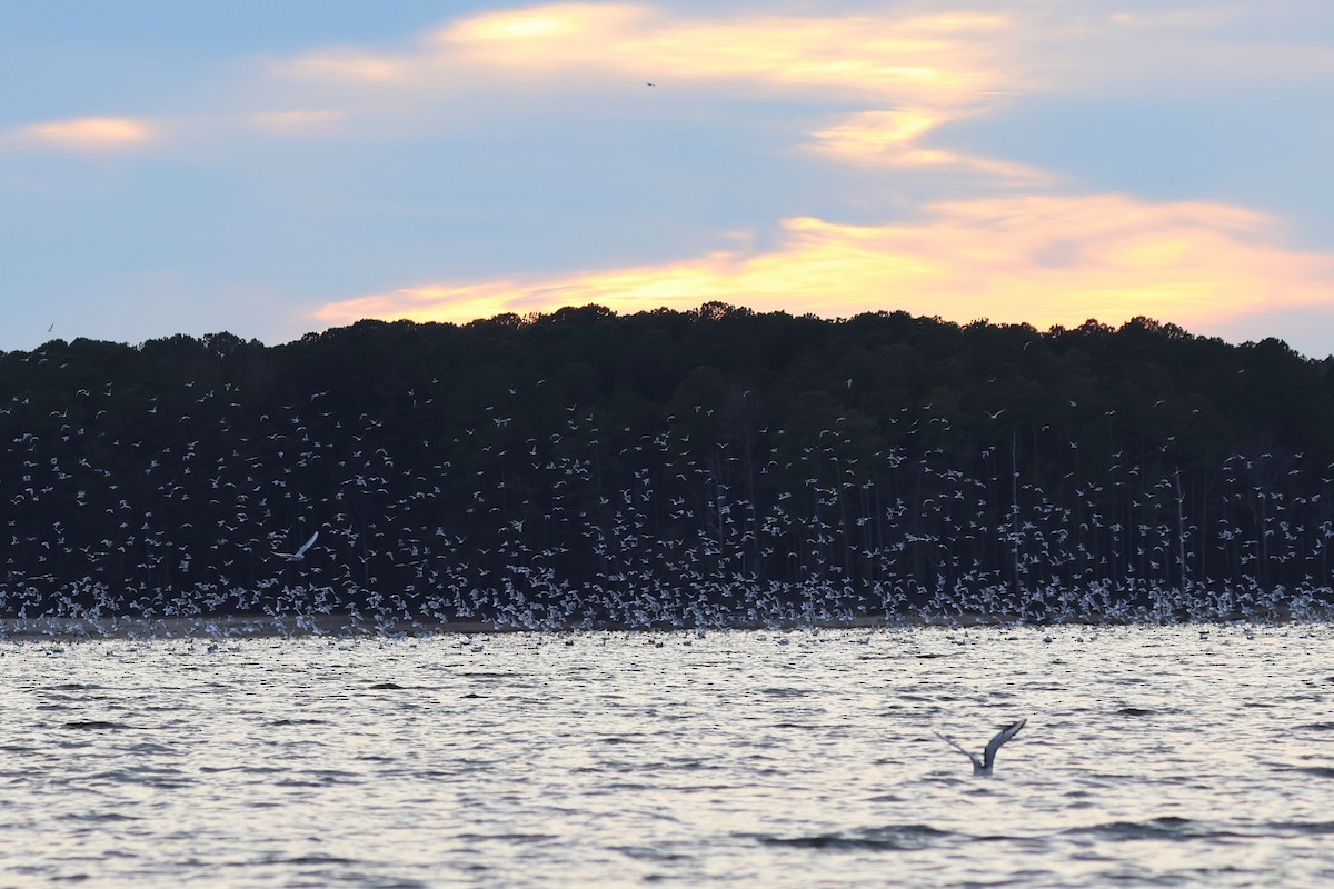 Gavina americana - ML646662401