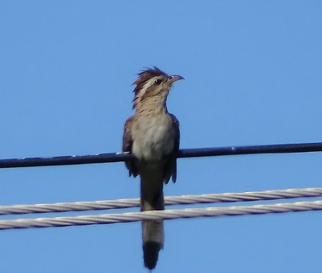 Striped Cuckoo - ML646662402