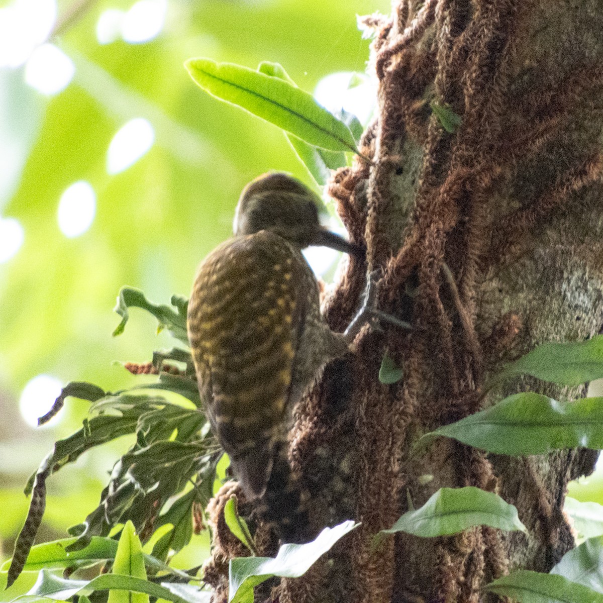 White-spotted Woodpecker - ML646662404