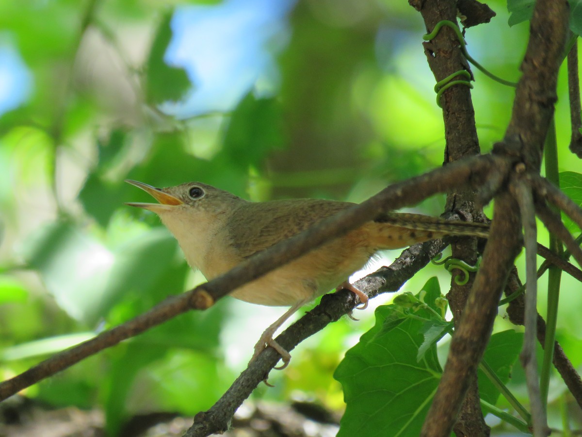 Southern House Wren - ML646662407