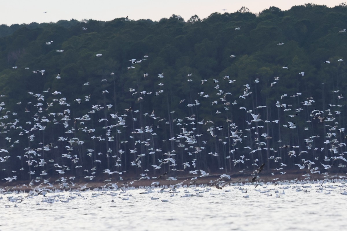 Gavina americana - ML646662408