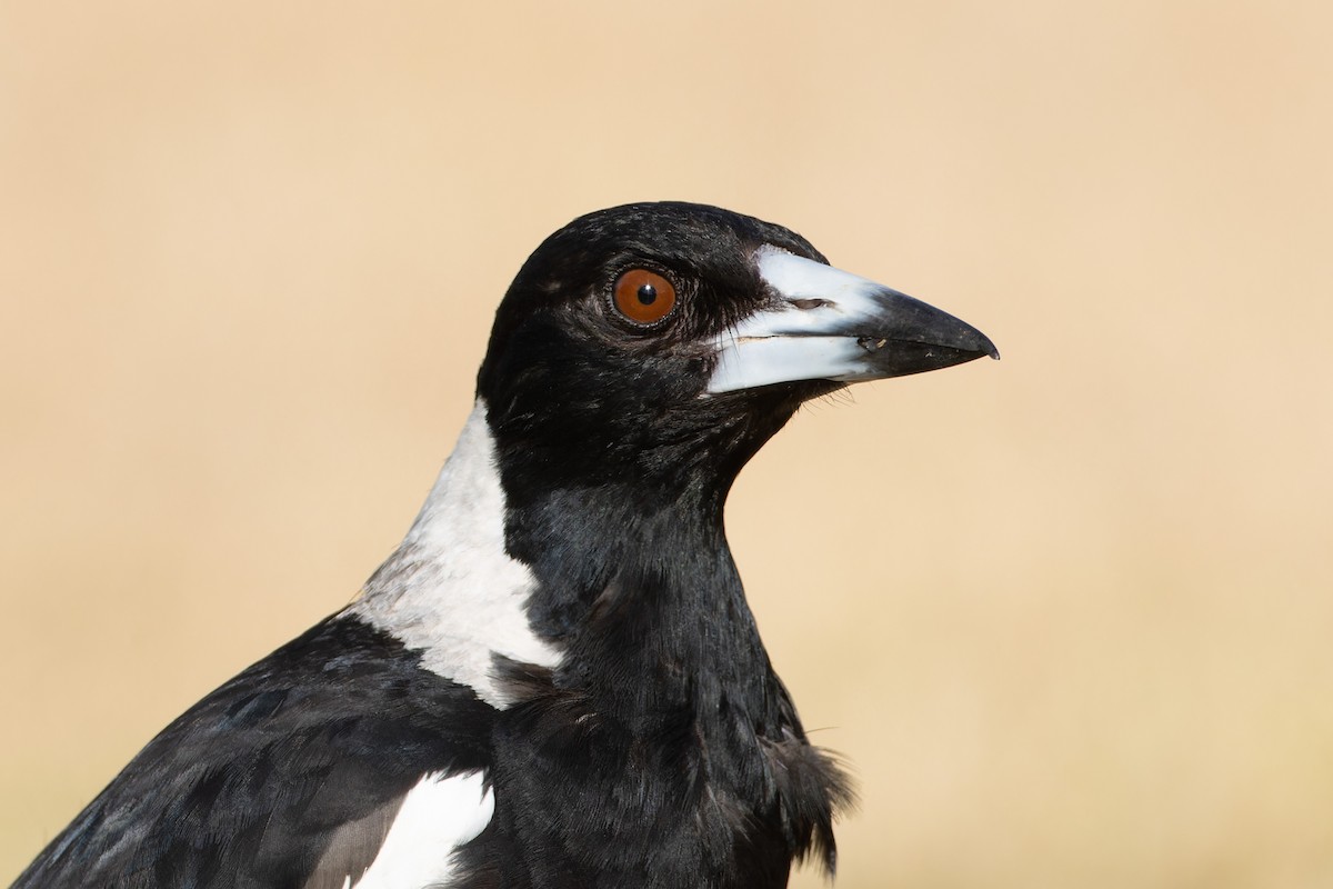 Australian Magpie - ML646662409