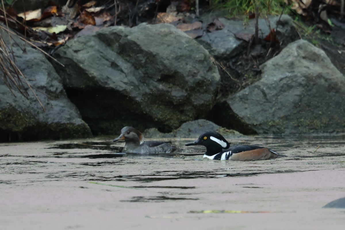 Hooded Merganser - ML646662411