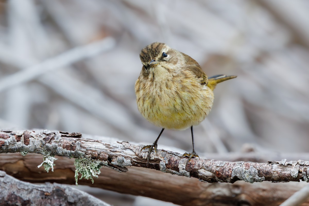 Palm Warbler - ML646662413
