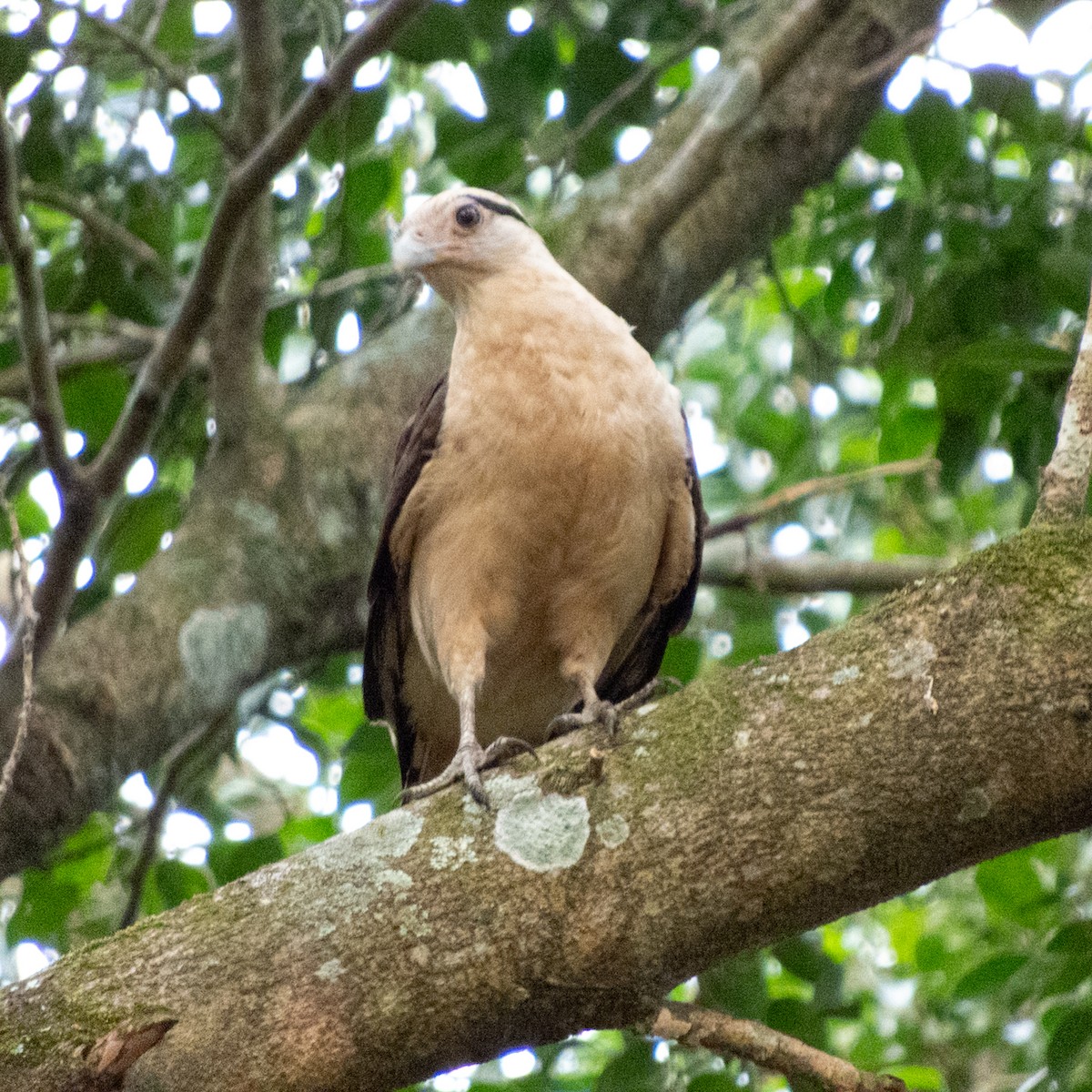 Yellow-headed Caracara - ML646662414