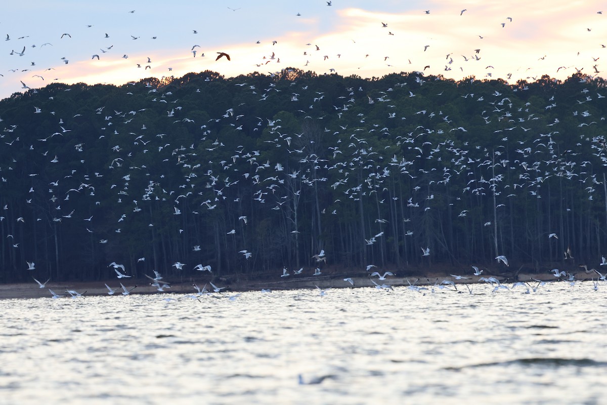 Gavina americana - ML646662415