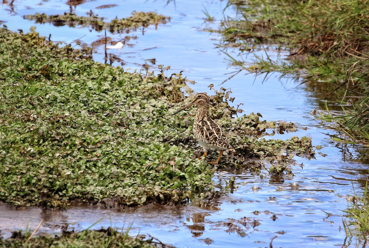 punabekkasin - ML646662416