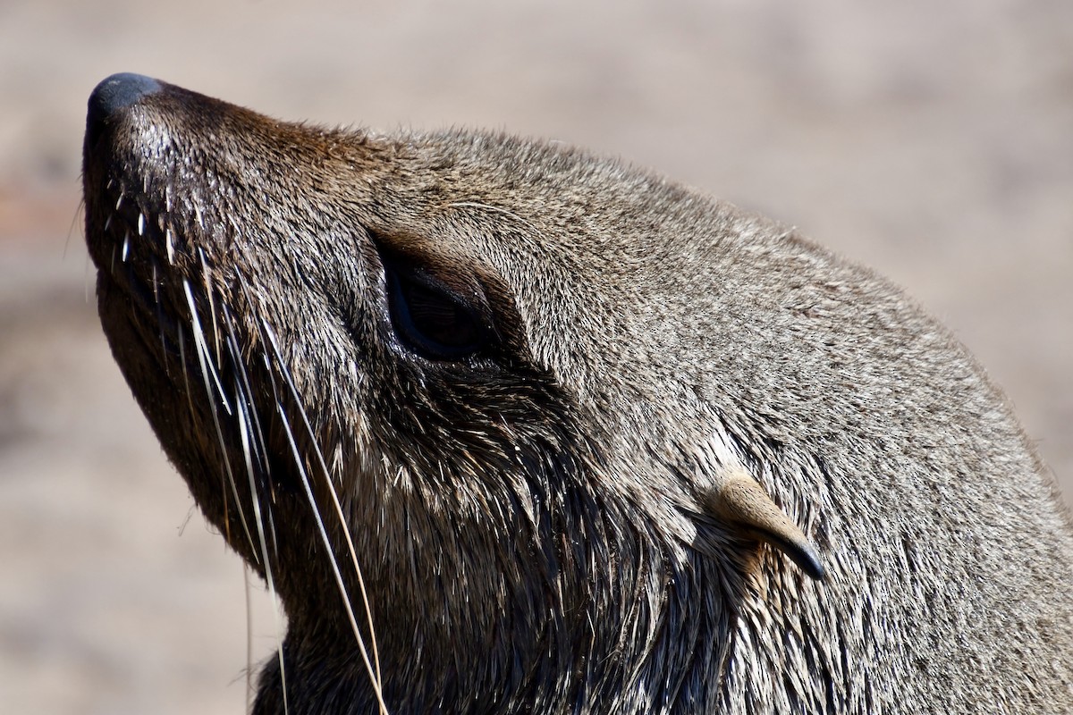 Cape Fur Seal - ML646662418
