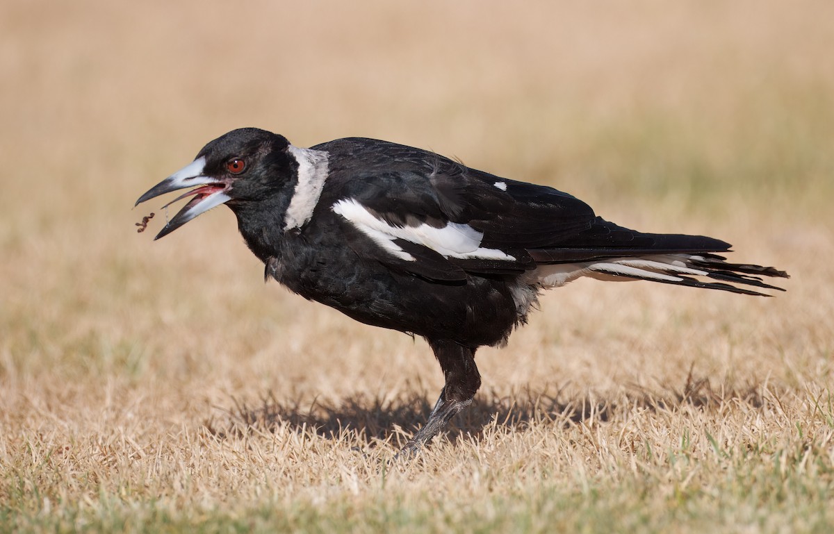 Australian Magpie - ML646662419