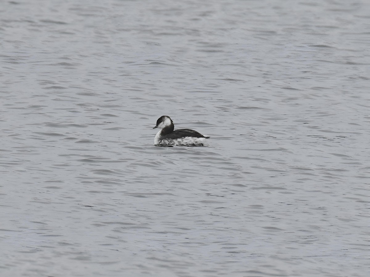 ミミカイツブリ - ML646662420