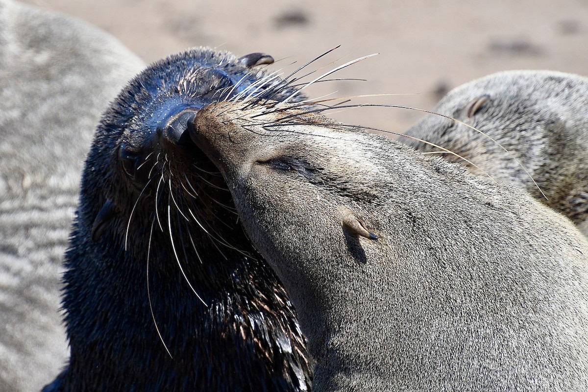 Cape Fur Seal - ML646662422