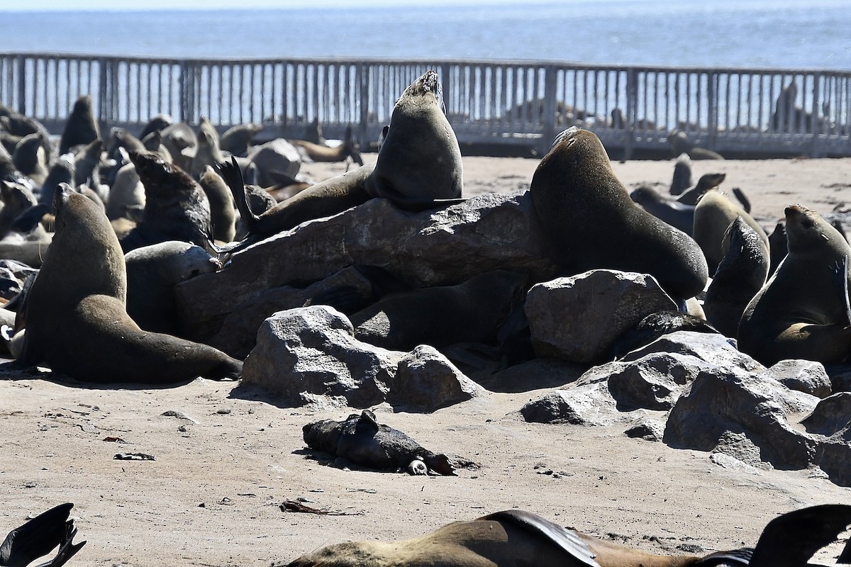 Cape Fur Seal - ML646662423