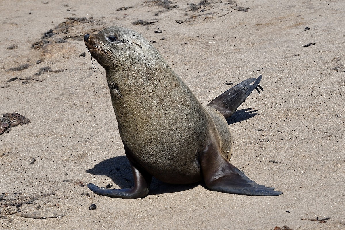 Cape Fur Seal - ML646662424