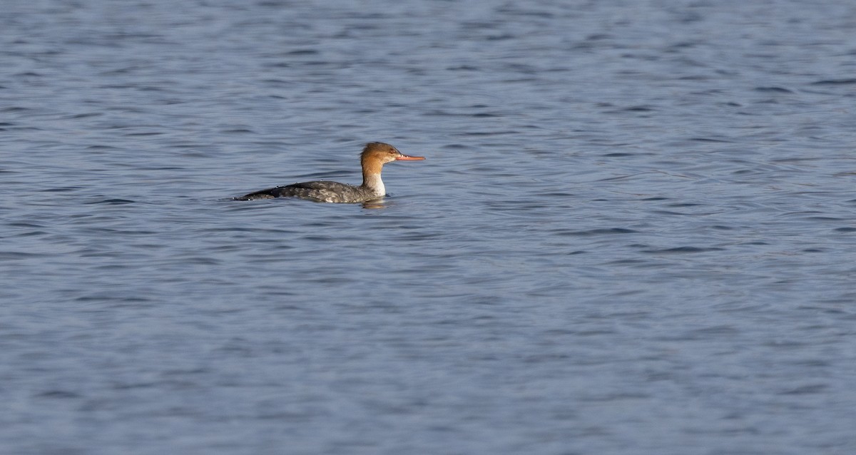 Red-breasted Merganser - ML646662426