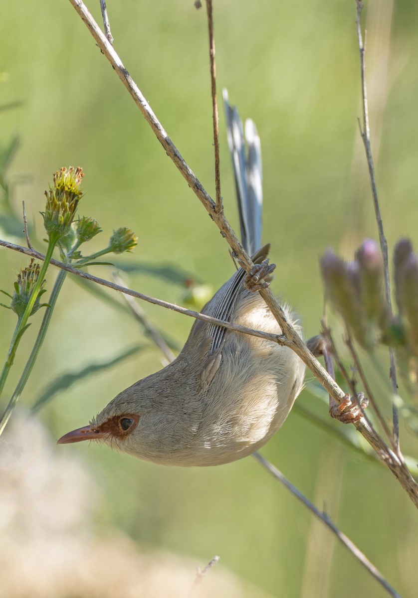 Variegated Fairywren - ML646662427