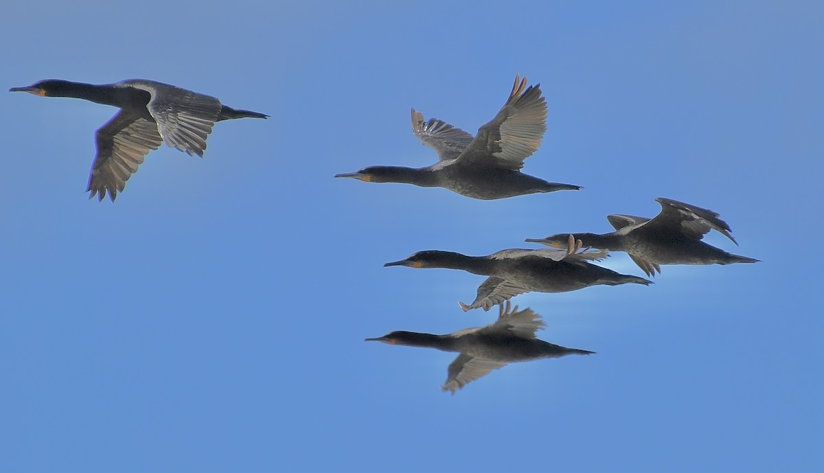 Cape Cormorant - ML646662428