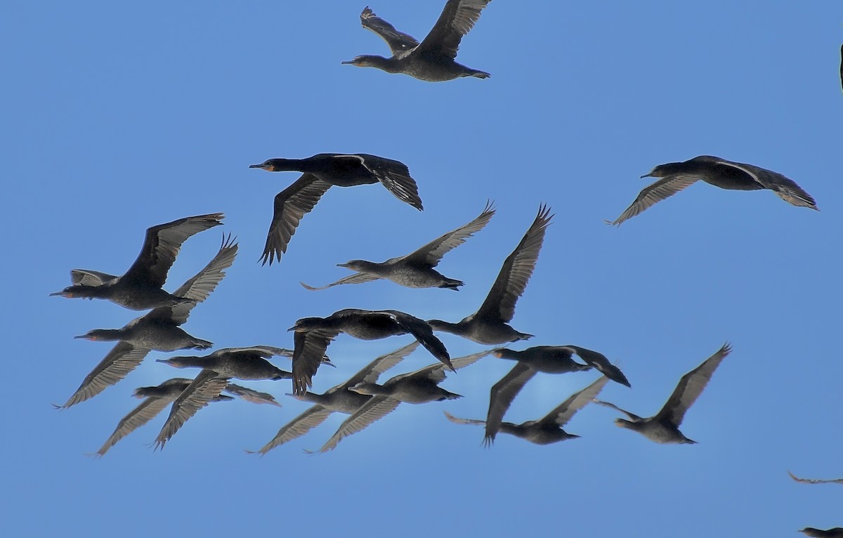 Cape Cormorant - ML646662429