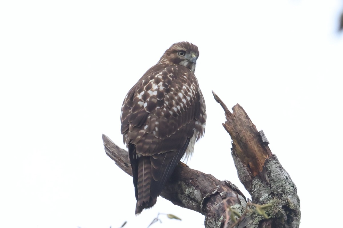 Red-tailed Hawk - ML646662430