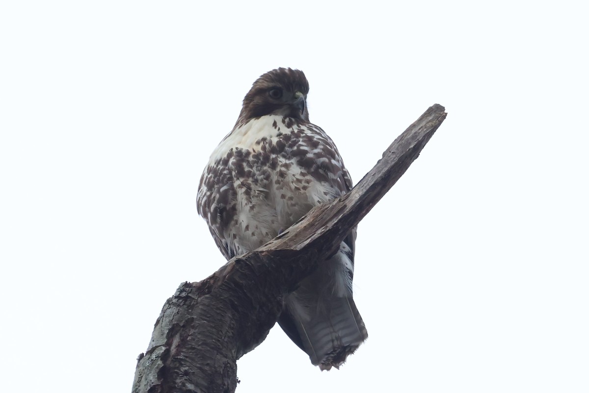 Red-tailed Hawk - ML646662431