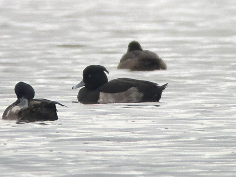 キンクロハジロ - ML646662432