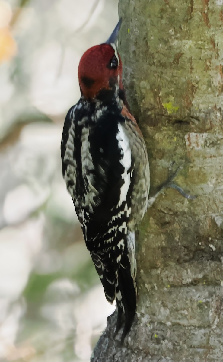 シルスイキツツキ属 - ML646662433