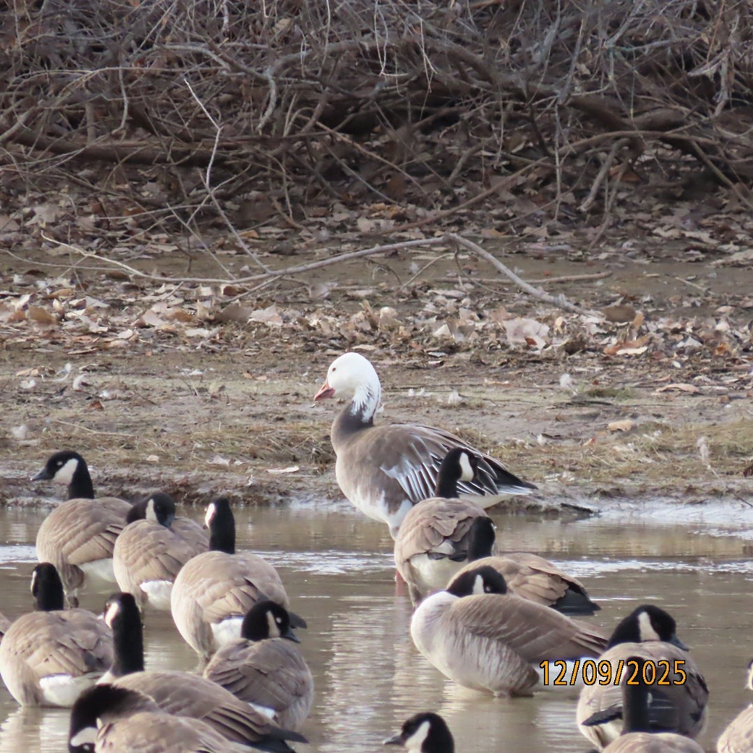 ハクガン - ML646662435