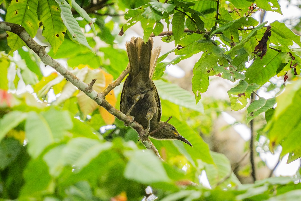 ニシニクダレミツスイ - ML646662436