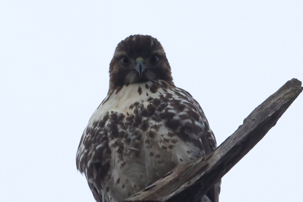 Red-tailed Hawk - ML646662437