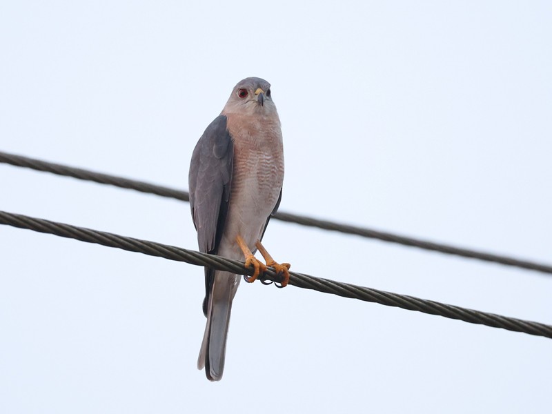 タカサゴダカ - ML646662439