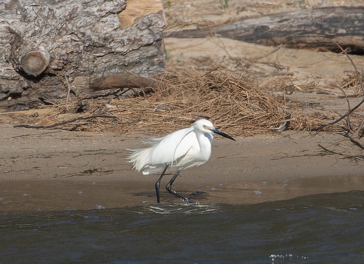 Little Egret - ML646662440