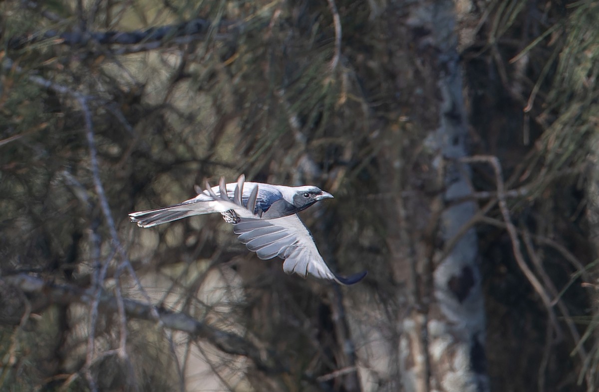 Black-faced Cuckooshrike - ML646662444