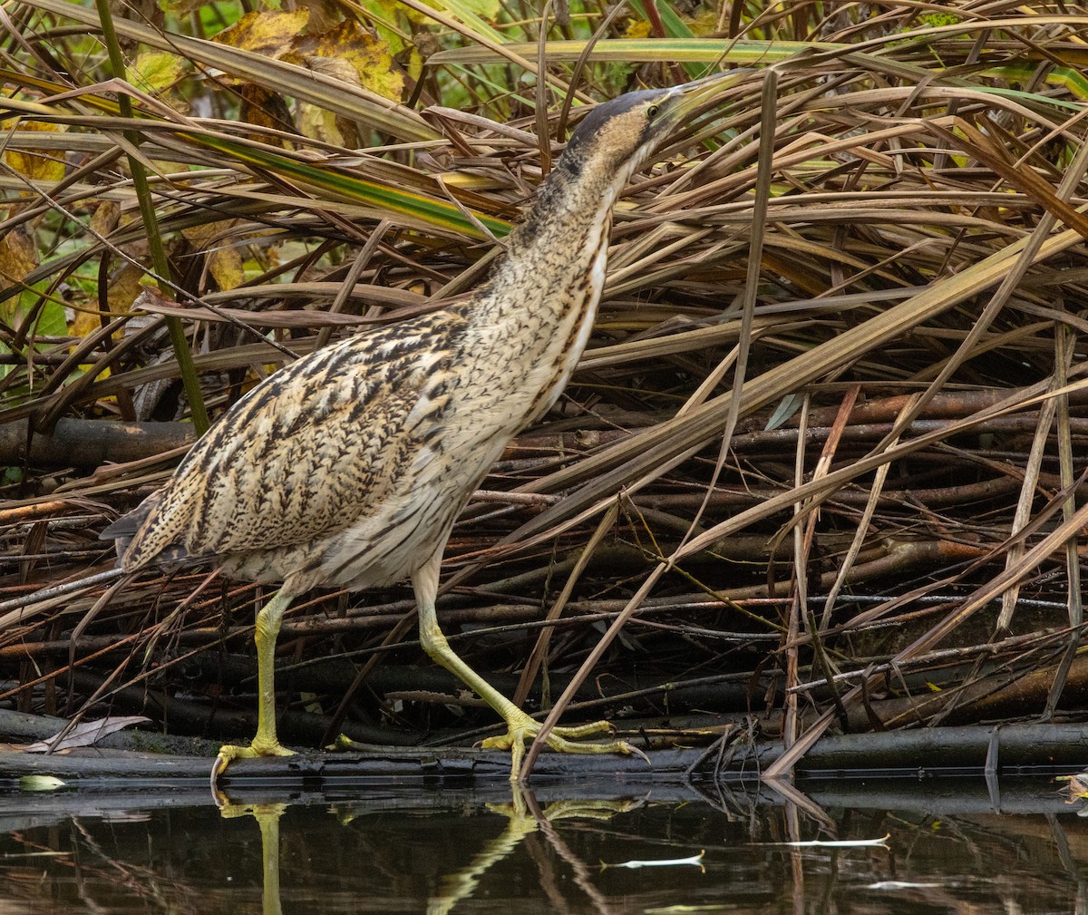サンカノゴイ - ML646662445