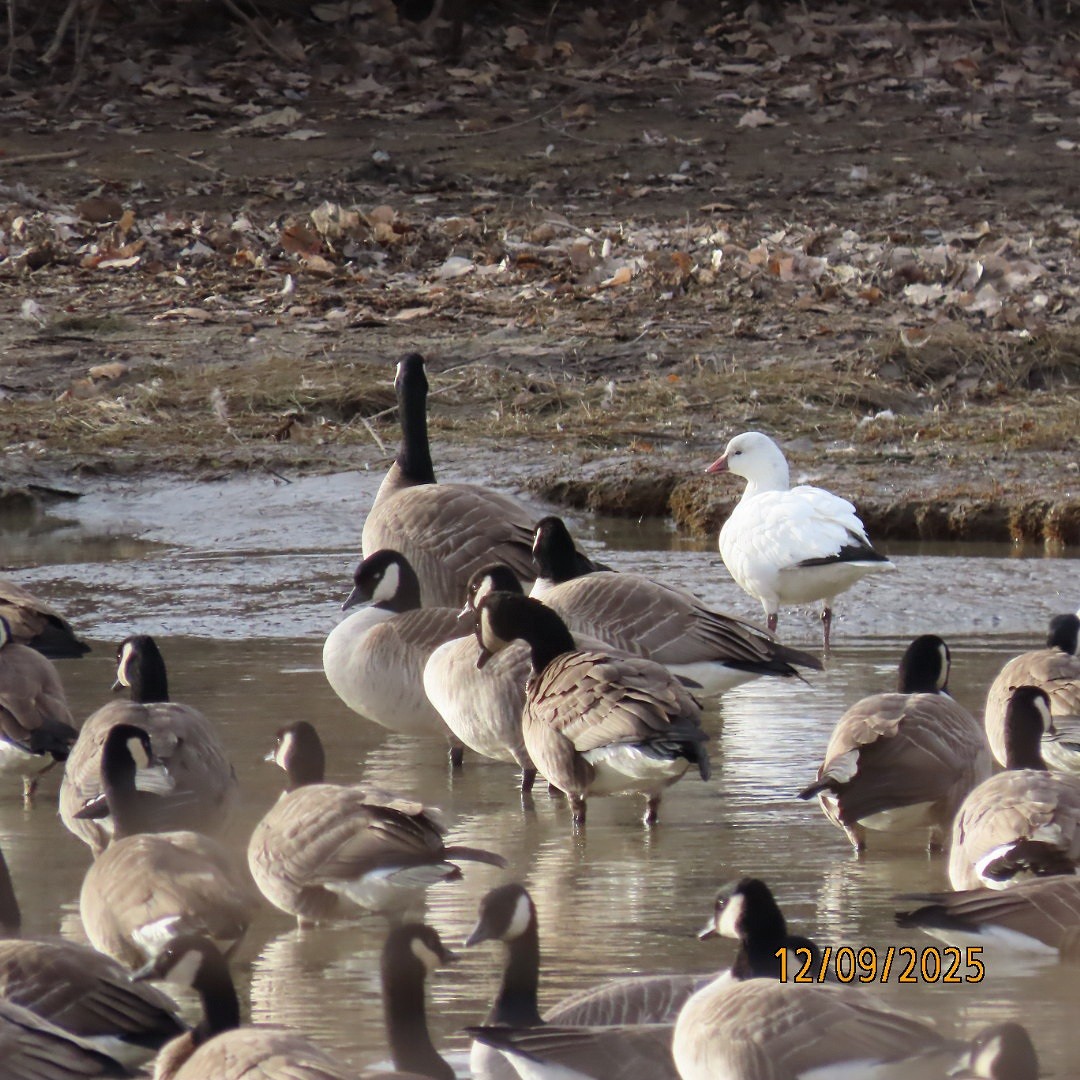 ヒメハクガン - ML646662448