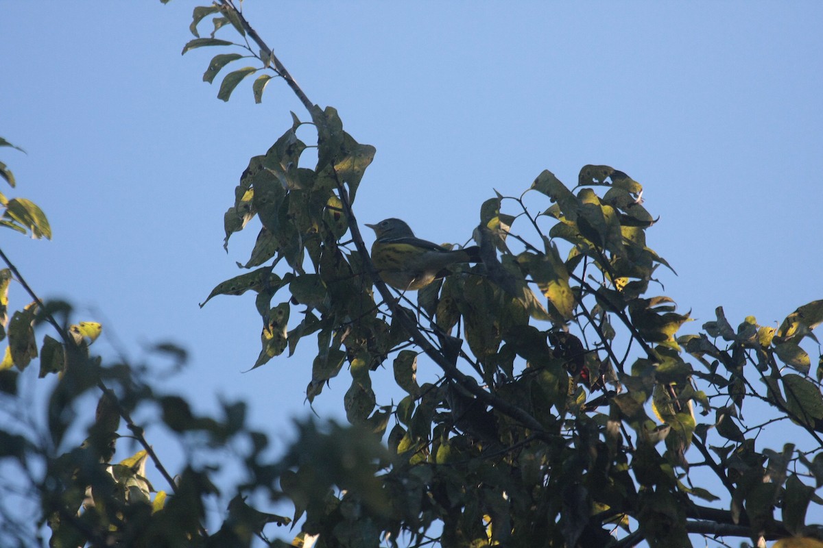 シロオビアメリカムシクイ - ML646662449