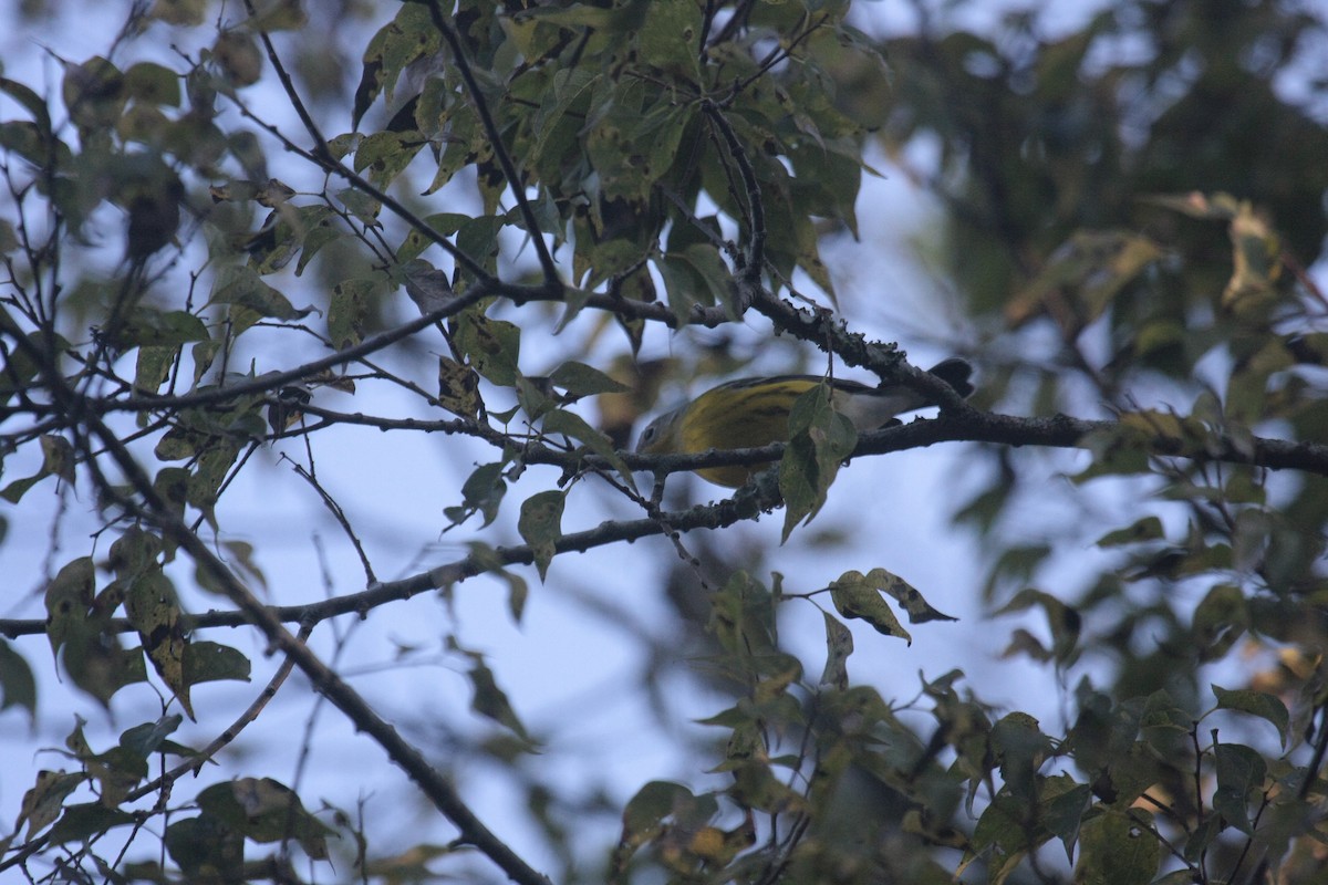 シロオビアメリカムシクイ - ML646662450