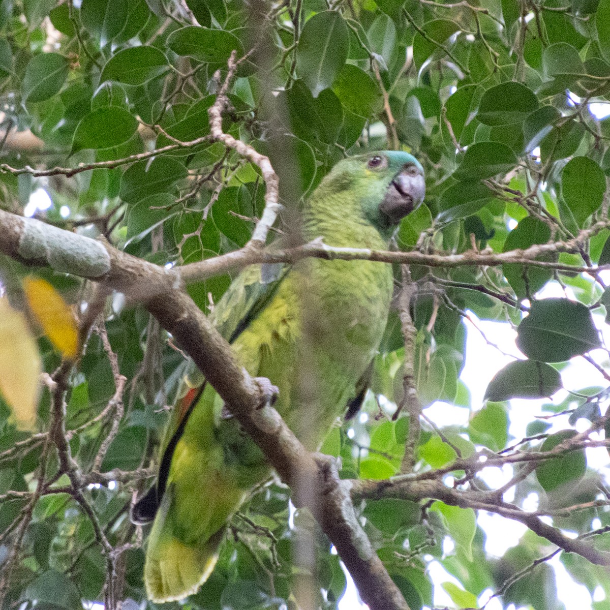 Turquoise-fronted Amazon - ML646662451