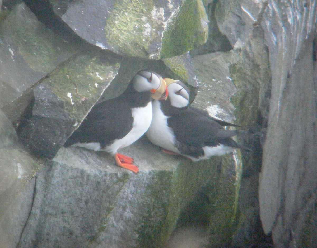 Іпатка тихоокеанська - ML646662454