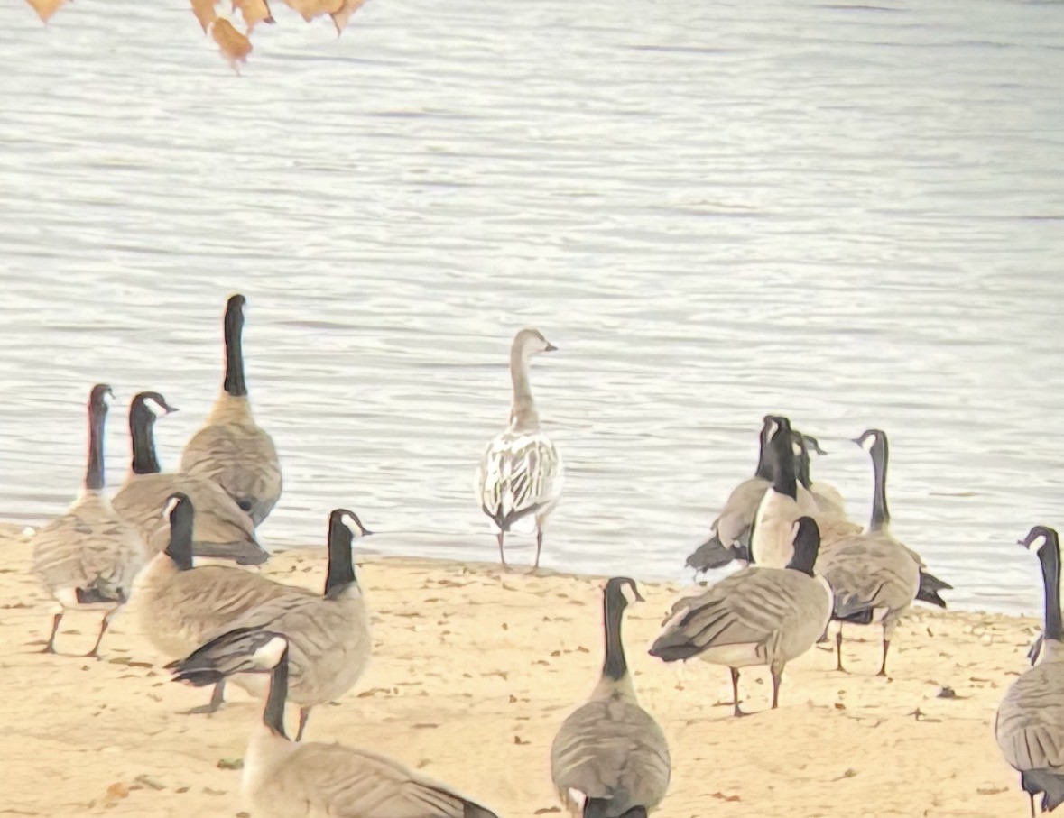 ハクガン - ML646662458