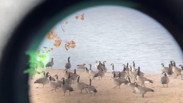 ハクガン - ML646662460