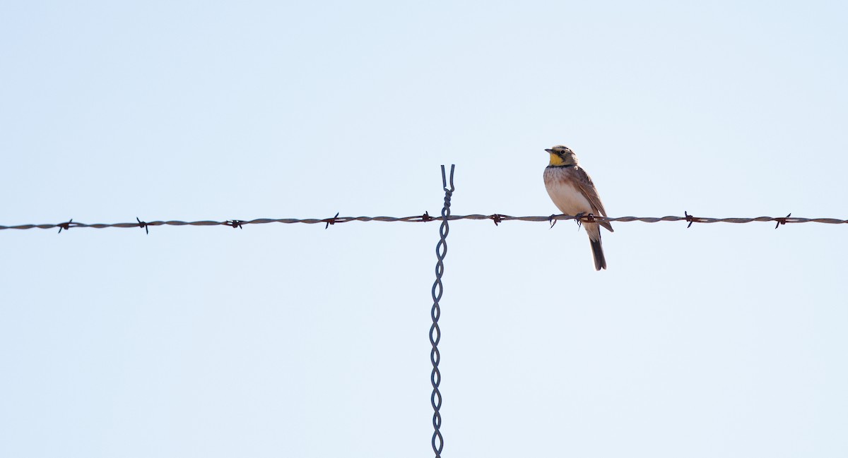 Horned Lark - ML646662463