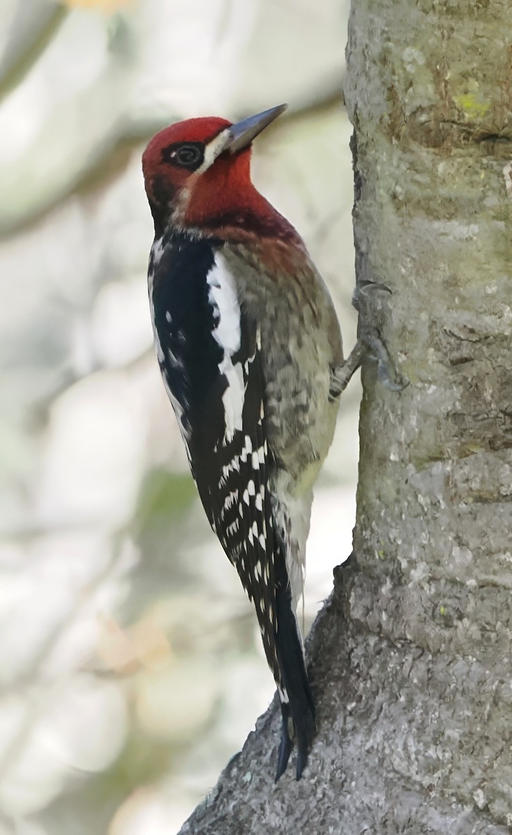 シルスイキツツキ属 - ML646662465