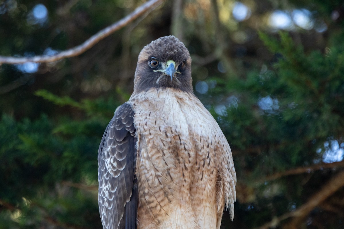 Red-tailed Hawk (calurus/alascensis) - ML646662468