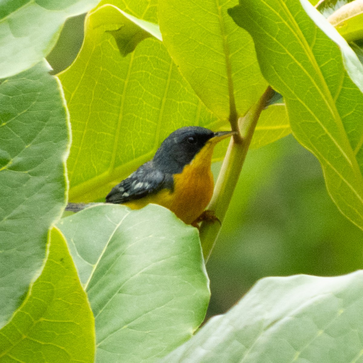 Tropical Parula - ML646662469