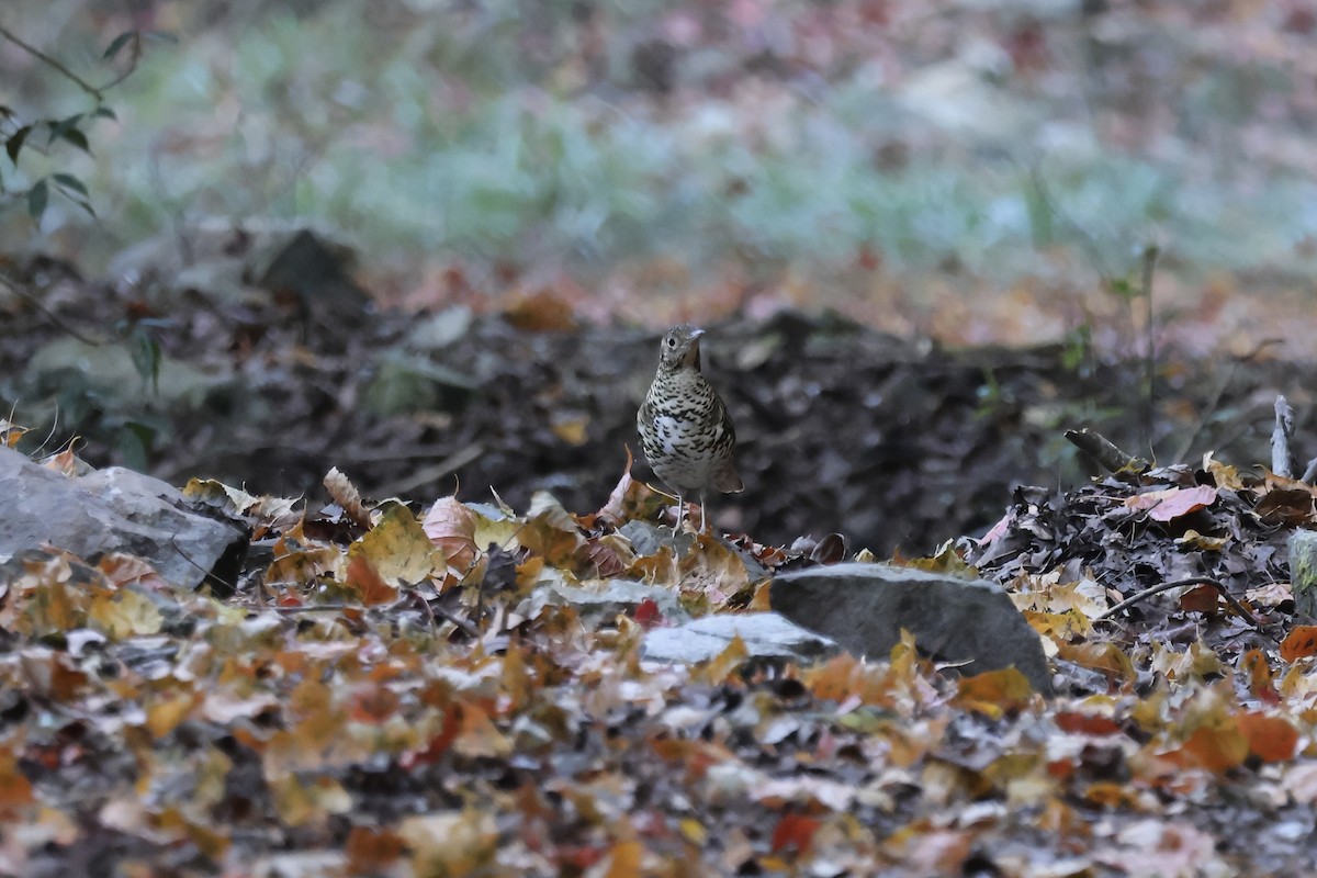 Алаг хөөндэй - ML646662470