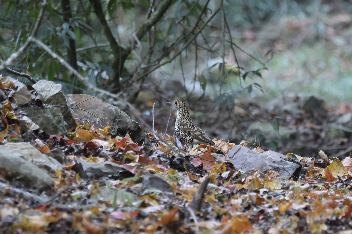 Алаг хөөндэй - ML646662471