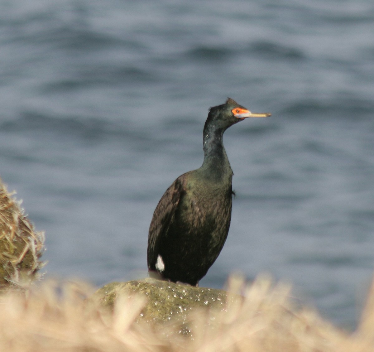 Red-faced Cormorant - ML646662474
