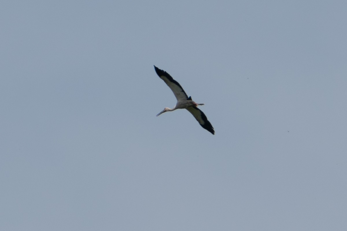 Американский аист - ML646662478